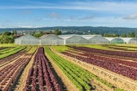 a farm with rows of lettuce in a sunny day