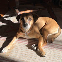 a dog laying on a rug in front of a chair