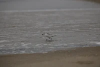 a bird walking on the beach