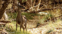 a deer is standing on a trail in the woods