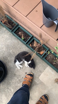 a black and white cat laying on the ground next to a person's sandals