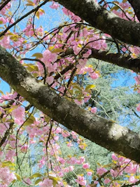 pink blossoms on a tree branch against a blue sky