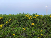 a hedge with yellow flowers in the background