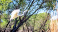 a white egret is flying over a field of reeds