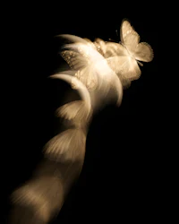 a group of butterflies flying in the dark