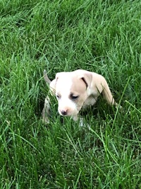 a small white and brown puppy laying in the grass