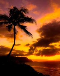 a palm tree is silhouetted against an orange sunset