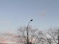 a street light with birds flying in the sky