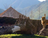 a lion standing on top of a log in a zoo