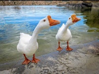 two white geese standing next to a body of water
