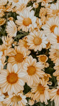 a picture of a bunch of yellow and white daisies