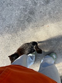 a cat is walking in front of a person's feet