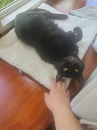 a black cat laying on a towel in front of a window