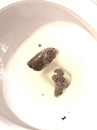 a toilet bowl with a piece of dirt in it