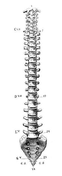 a drawing of a skeleton showing the vertebrae and spinal cord