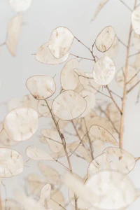 a close up of some dried leaves on a white background