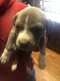 a person is holding a grey and white puppy