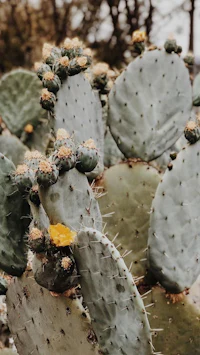 a close up of a cactus with yellow flowers