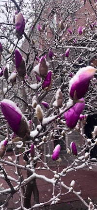 a magnolia tree covered in snow