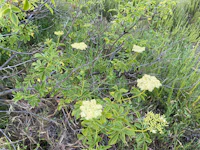 a bush with white flowers in the middle of a field