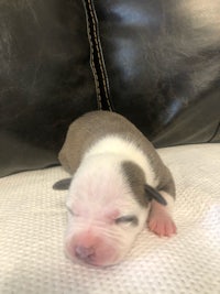 a small puppy sleeping on top of a couch