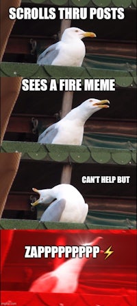 three pictures of a seagull on a roof with captions scrolls through posts sees a fire meme can't za