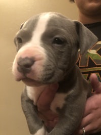 a small grey and white pit bull puppy being held by a person