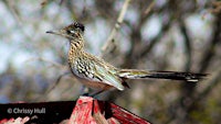 a roadrunner perched on top of a red shed