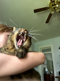 a woman is hugging a cat