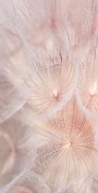 a close up image of a dandelion