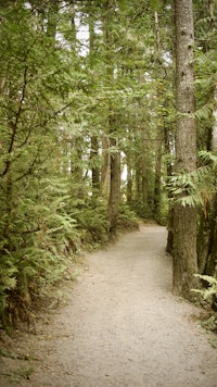a dirt path through a forest