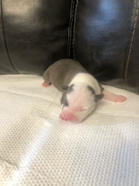 a small puppy sleeping on top of a couch