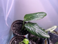 two potted plants in a plastic container