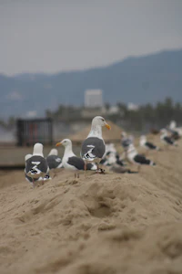a group of seagulls on a beach
