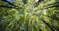looking up at the trees in a forest
