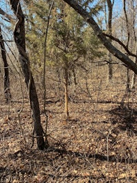 a wooded area with bare trees and leaves
