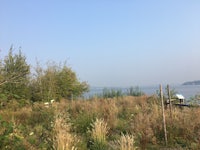 a grassy area near a body of water