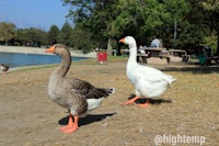 two geese walking in the grass near a lake