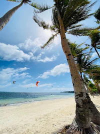 kitesurfing on a beach with palm trees