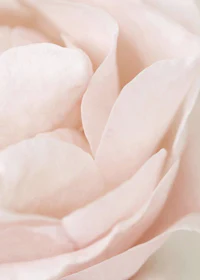 a close up image of a pink rose