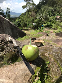 a coconut with a knife on top of a rock