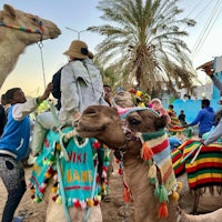 a group of people riding camels on the beach