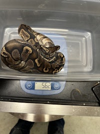 a python in a plastic container with a scale