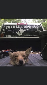 a dead coyote lying in the bed of a pickup truck