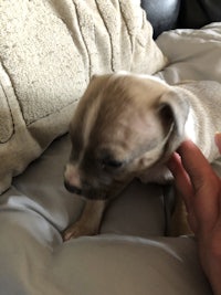 a person petting a puppy on a couch