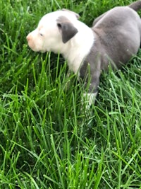 a small grey and white puppy playing in the grass