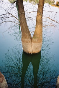 a tree is reflected in a body of water