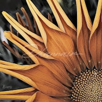 a close up of an orange daisy flower