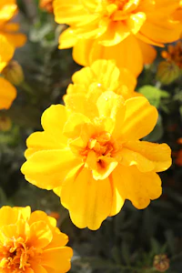 a close up of yellow flowers
