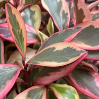 a close up of a plant with pink and green leaves